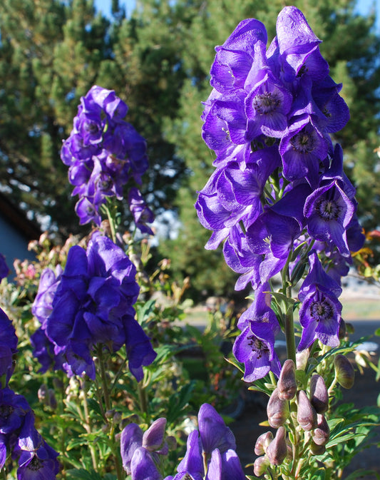 Quiz 16: Can you name this medicinal herb?