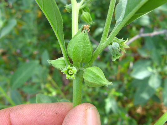 Quiz 18: Can you name this medicinal herb?