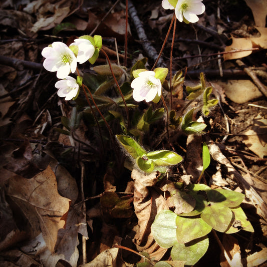 Quiz 4: Can you name this medicinal herb?