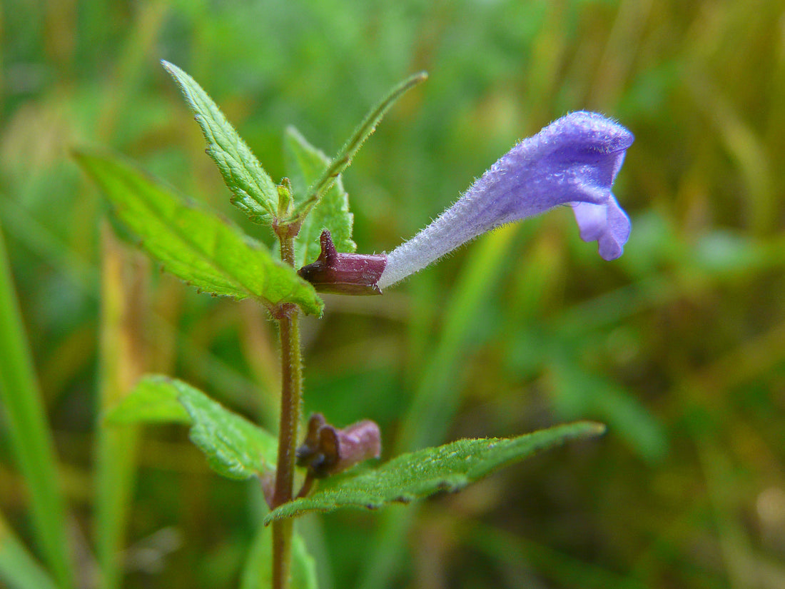 Quiz 17: Can you name this medicinal herb?