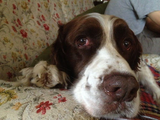 Mixed Signals and Pet Therapy