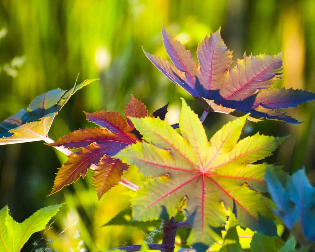 Quiz 25: Can you name this medicinal herb?