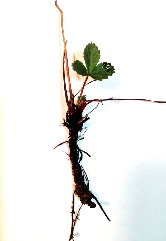 Quiz 2: Can you name this medicinal herb?