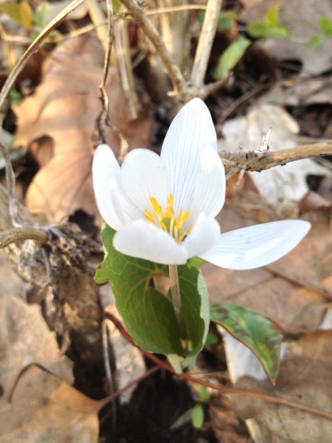 Quiz 1: Can you name this medicinal herb?