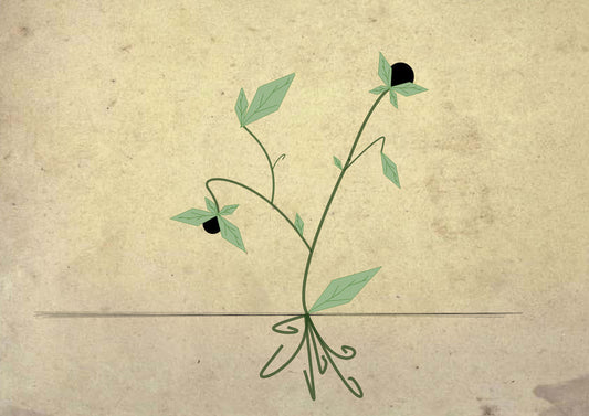 A Short History of Medicine
