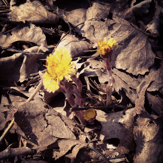 Quiz 5: Can you name this medicinal herb?