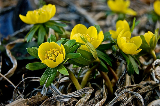Quiz 15: Can you name this medicinal herb?