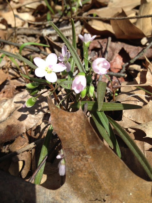 Quiz 7: Can you name this medicinal herb?