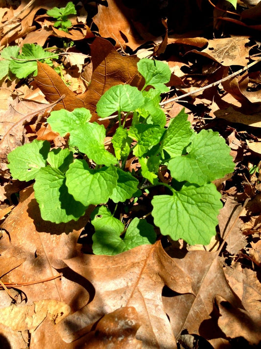 Quiz 11: Can you name this medicinal herb?
