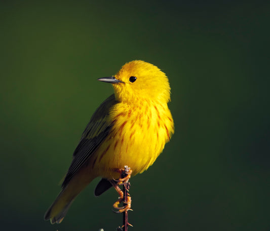 When Spring Showers Bring May Flowers