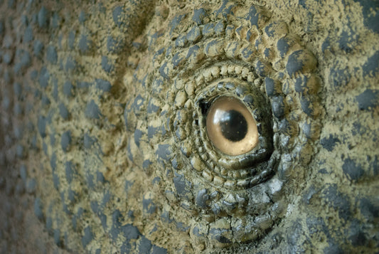 Triceratops, T. rex and Friends