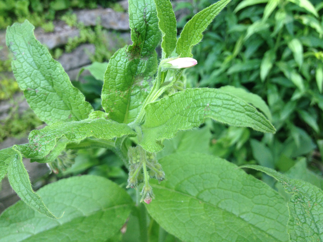 Quiz 32: Can you name this medicinal herb?