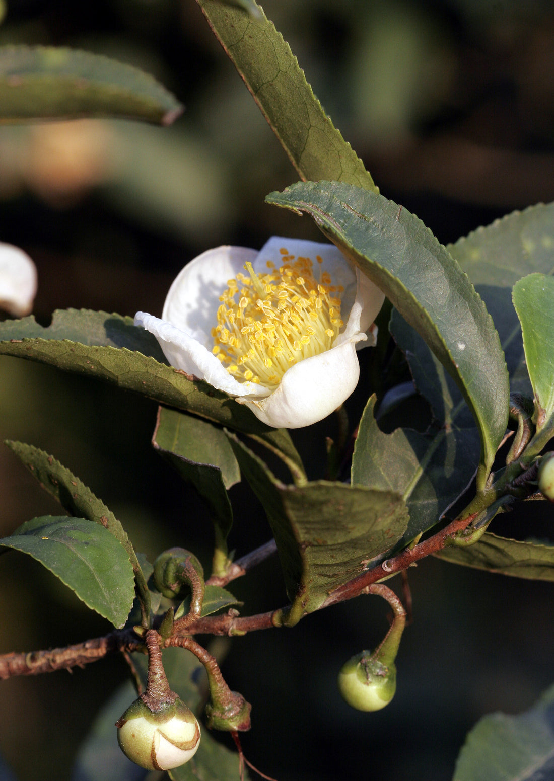 Quiz 29: Can you name this medicinal herb?