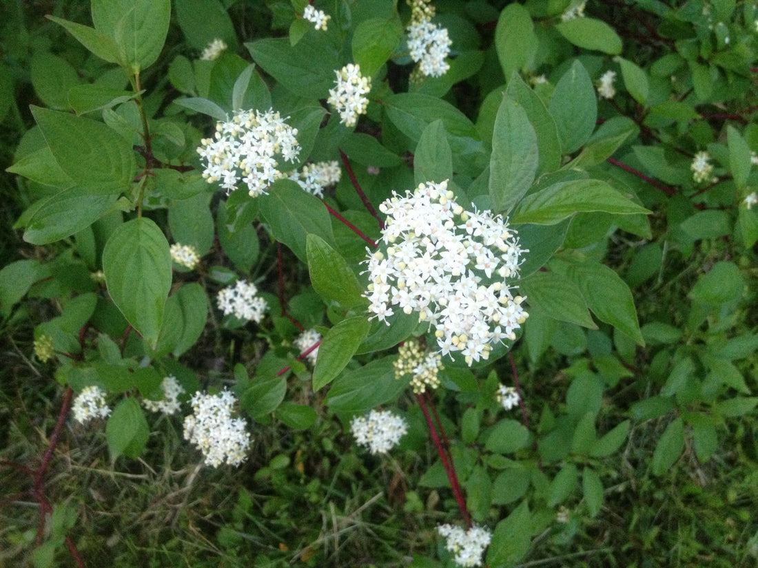 Quiz 31: Can you name this medicinal herb?