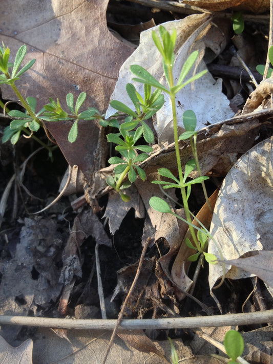 Quiz 19: Can you name this medicinal herb?