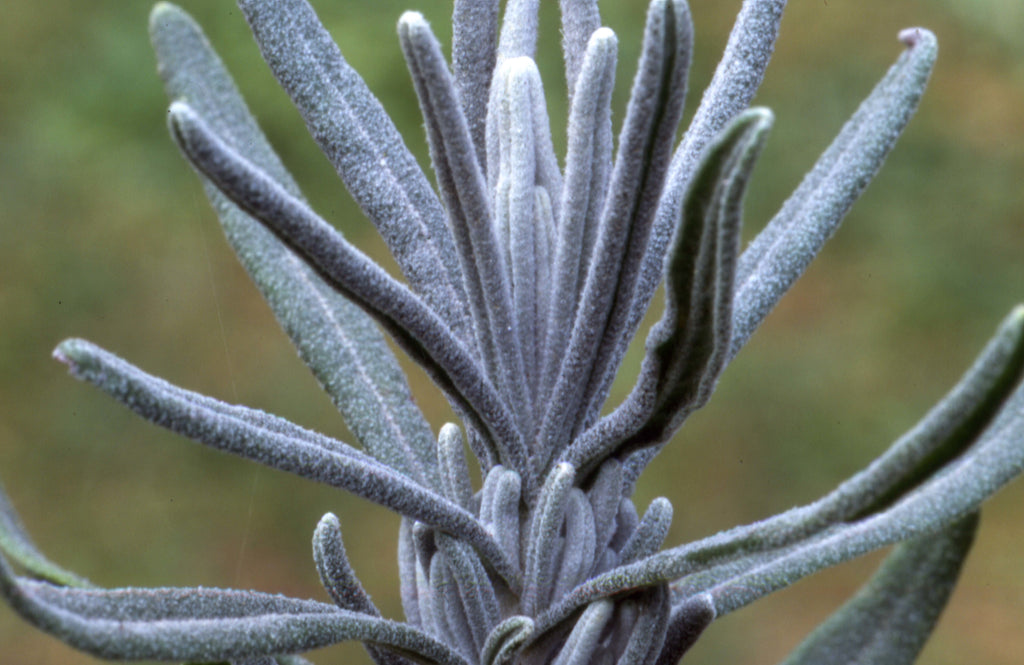 Quiz 30: Can you name this medicinal herb?