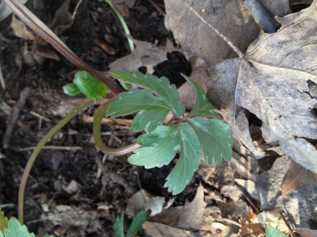 Quiz 10: Can you name this medicinal herb?