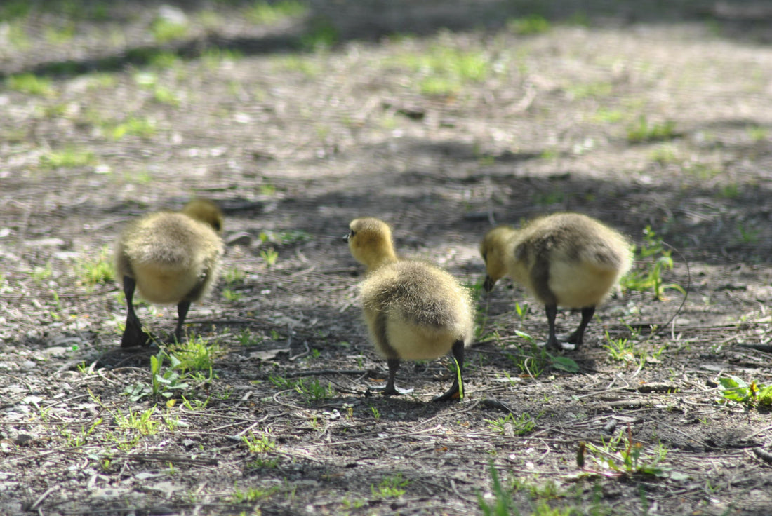 Ugly Ducklings