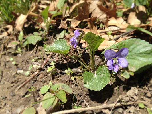 Quiz 12: Can you name this medicinal herb?