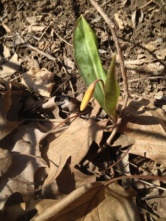 Quiz 9: Can you name this medicinal herb?