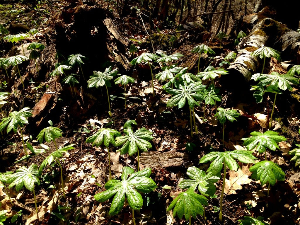 Quiz 13: Can you name this medicinal herb?