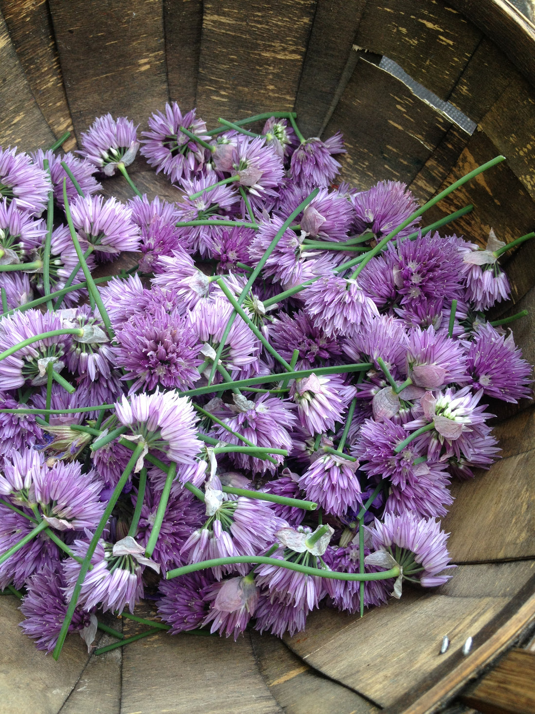 Quiz 21: Can you name this medicinal herb?