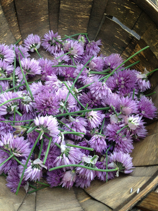 Quiz 21: Can you name this medicinal herb?