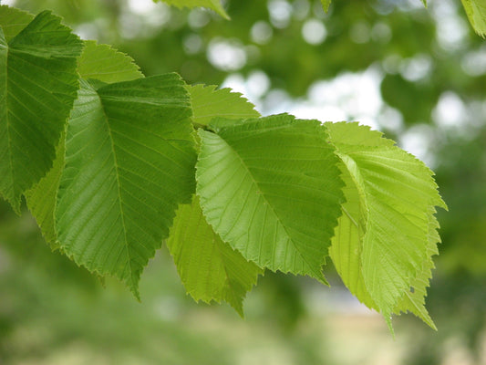Gàidhlig agus luibh-eòlas: A = ailm, the Wych Elm (Ulmus glabra)