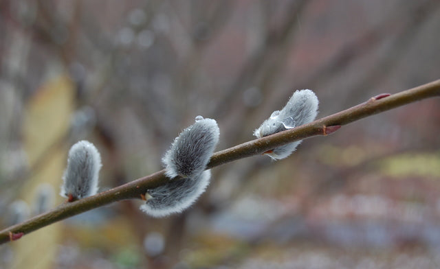 Easy Trees @RBGCanada